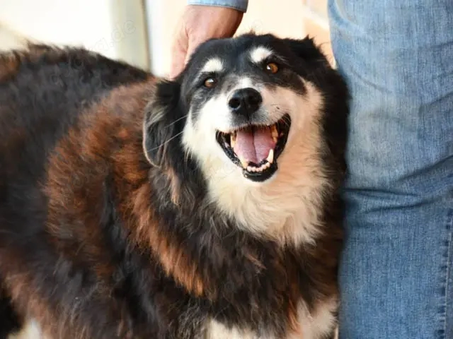 Teddy sucht ihr Zuhause (noch auf Sardinien)