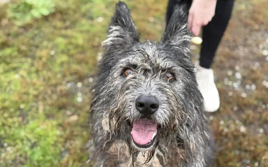 Strubbel-Hündin Rania