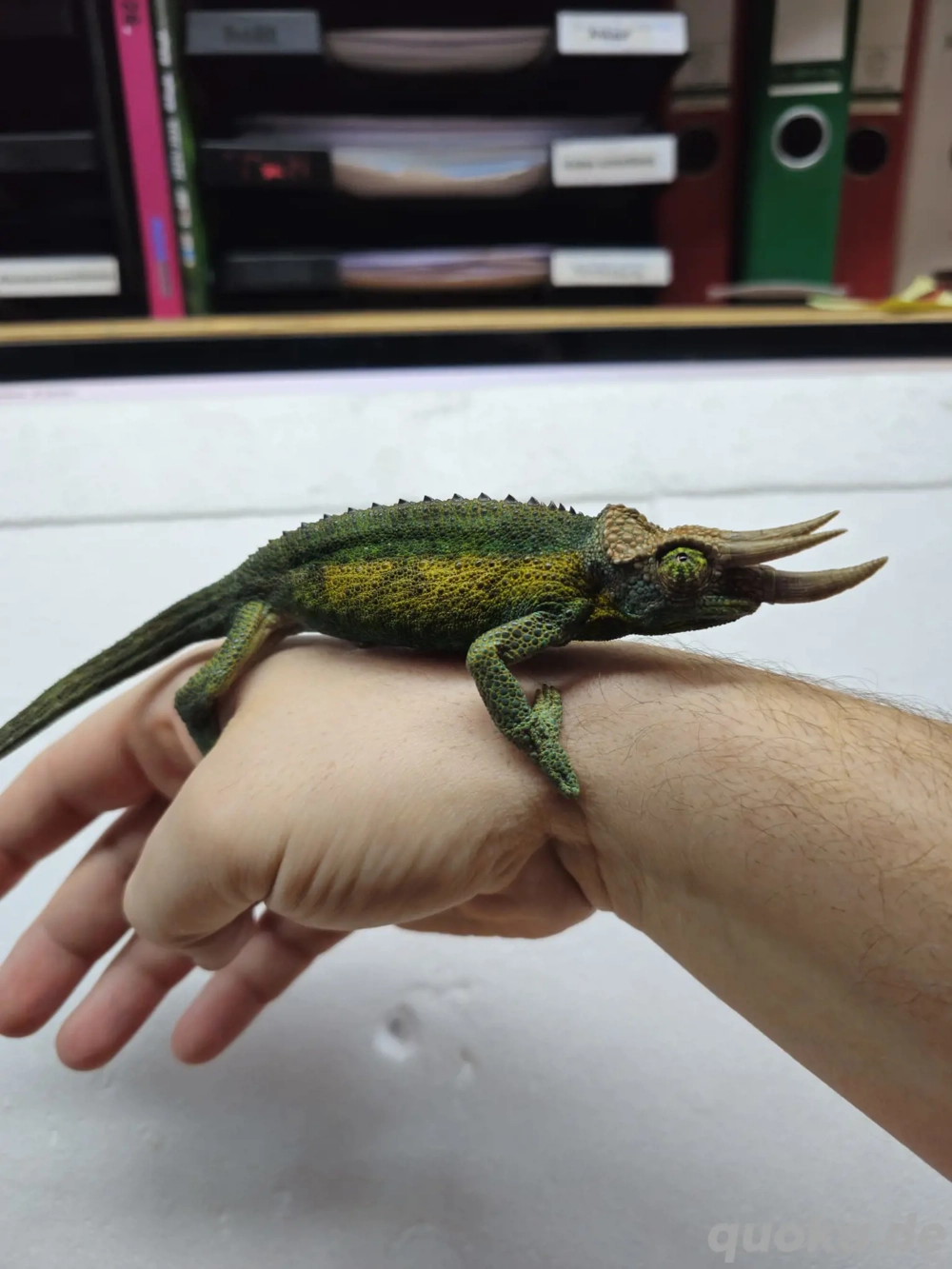 Regenbogen Dreihornchamäleon Trioceros Jacksonii willegensis