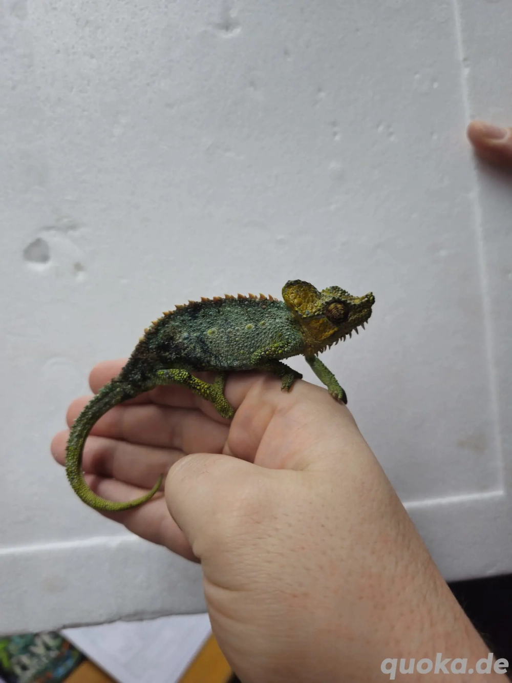 Helmchamäleon Trioceros Hoehnelii