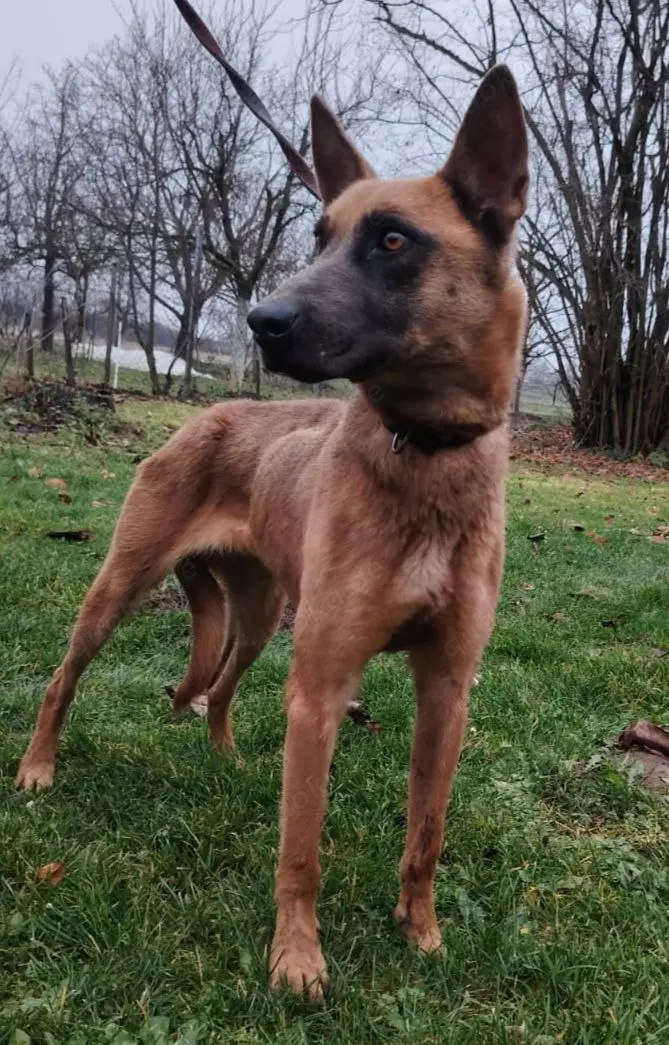 Malinois Hündin 7J bundesweit ausreisebereit NACH ADOPTION 