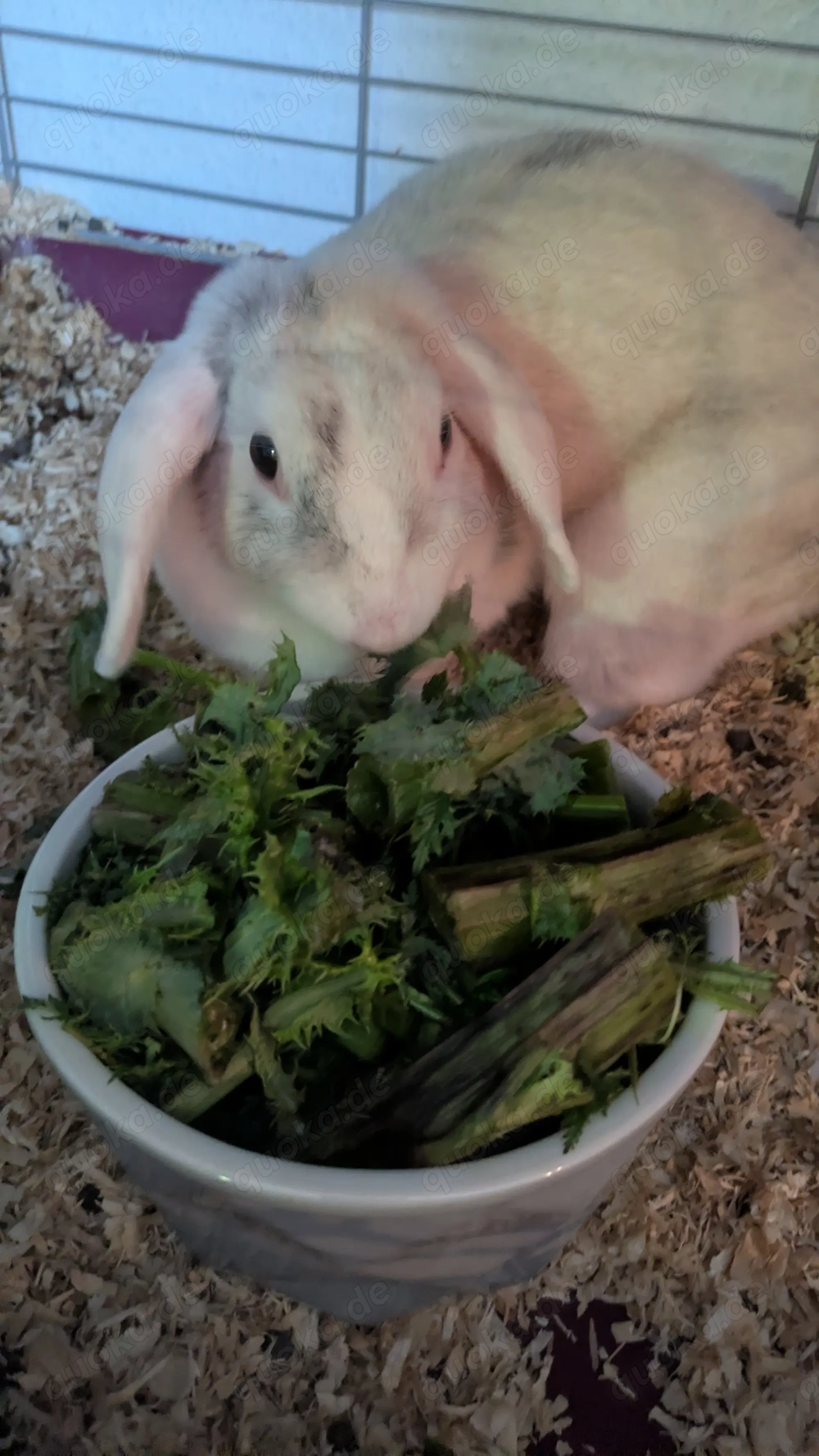 Kaninchen Zwergkaninchen Zwergwidder Hase Haustier Zubehör Komplettpaket Käfig