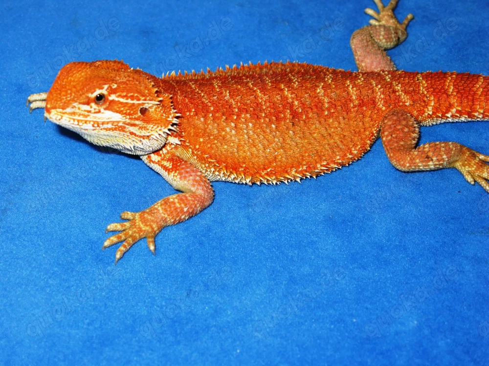Bartagame Männchen ca. 33 - 35 cm Gesamtlänge, ca. 12 Monate (Versand möglich)