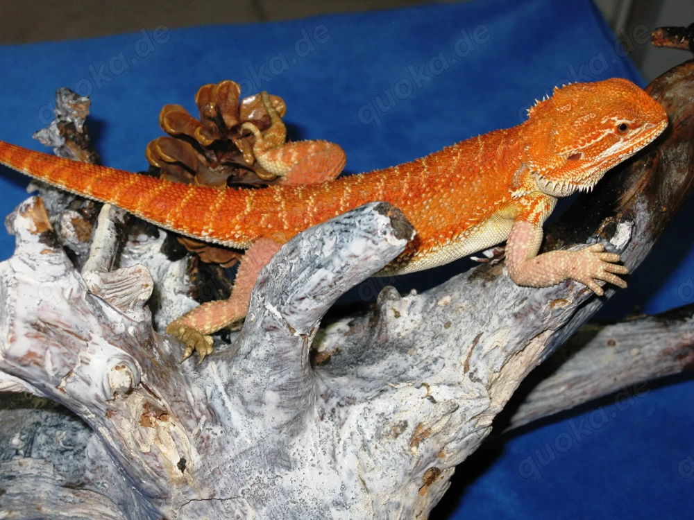 (M2) Bartagame Männchen ca. 33 - 35 cm Gesamtlänge in orange-rot (Versand möglich)