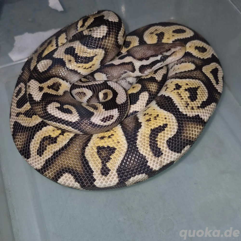 koenigspython