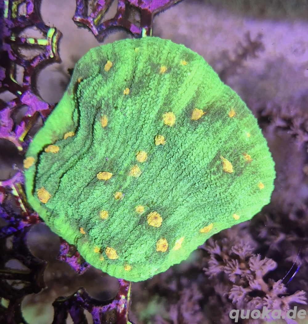 koralle Chalice Space Invader Ableger