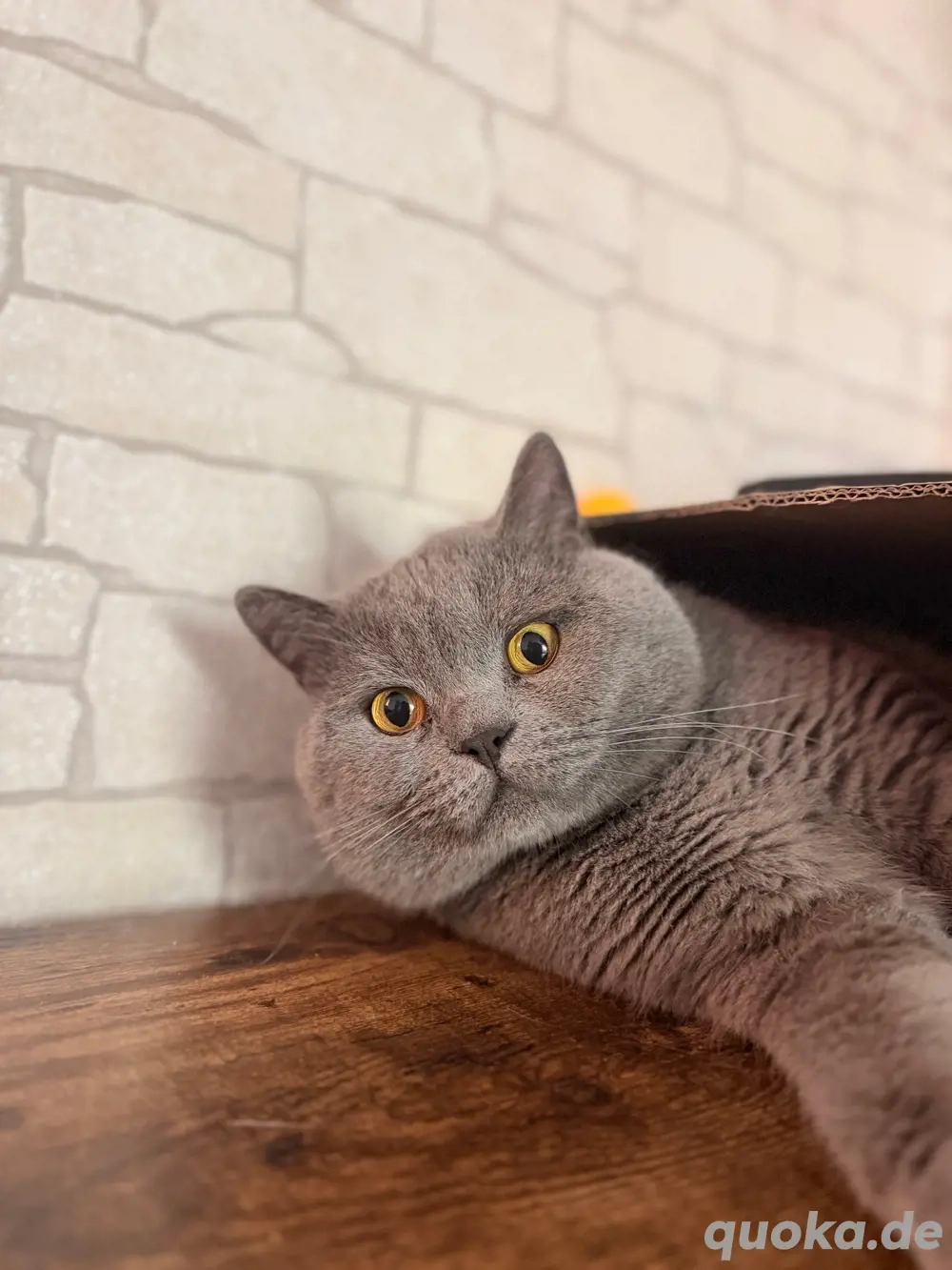 reinrassiger bkh deckkater   Deckung   Paarung