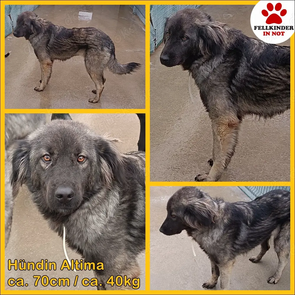 Altima Sarplaninac Mischlingshündin Mischling Hündin Herdenschutzhund sucht Zuhause oder PS