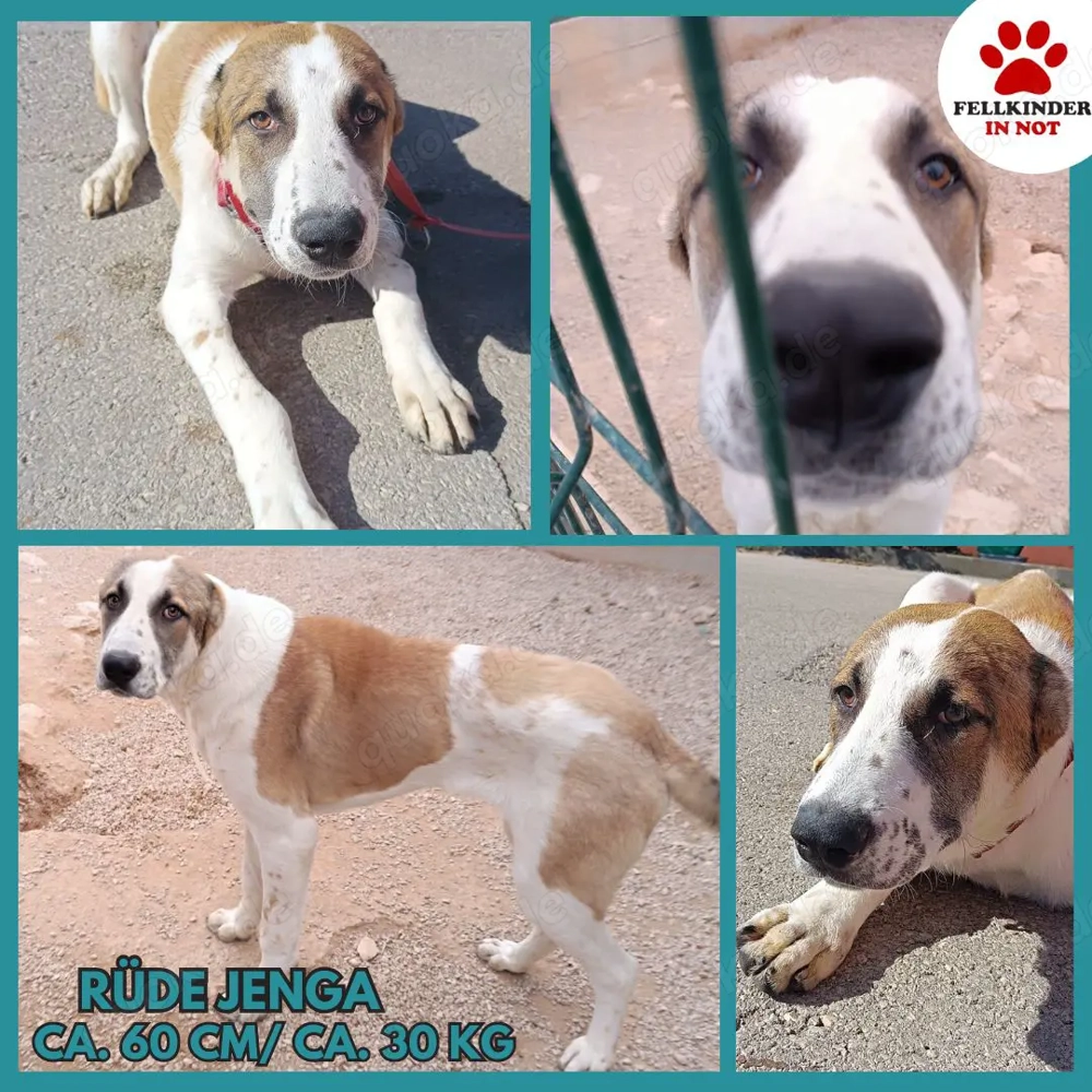 Jenga großer Herdenschutzhund Mischling Rüde Junghund sucht Zuhause oder Pflegestelle