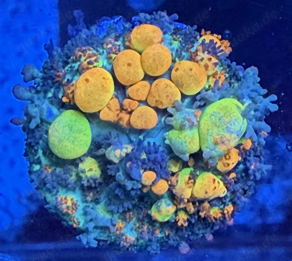 OG Bounce Mushroom Korallenableger