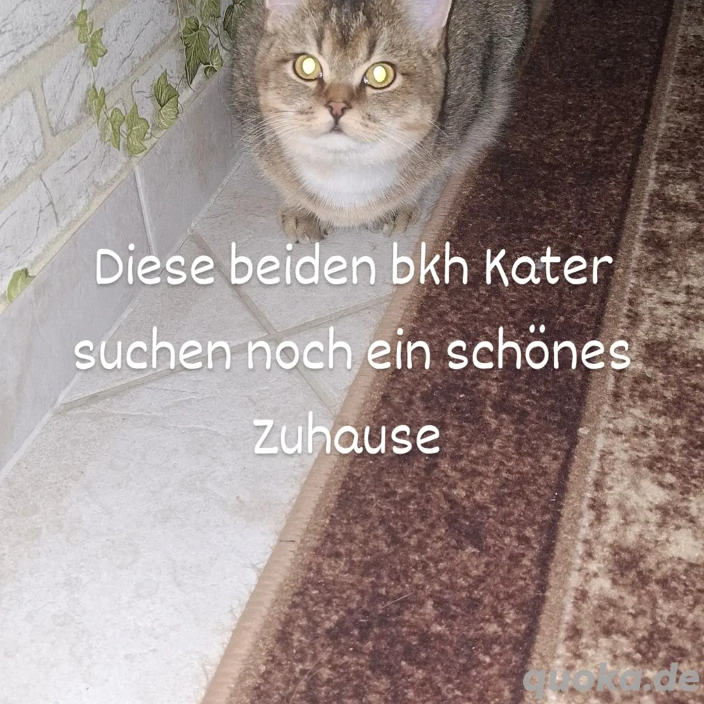 bkh Kater abzugeben 