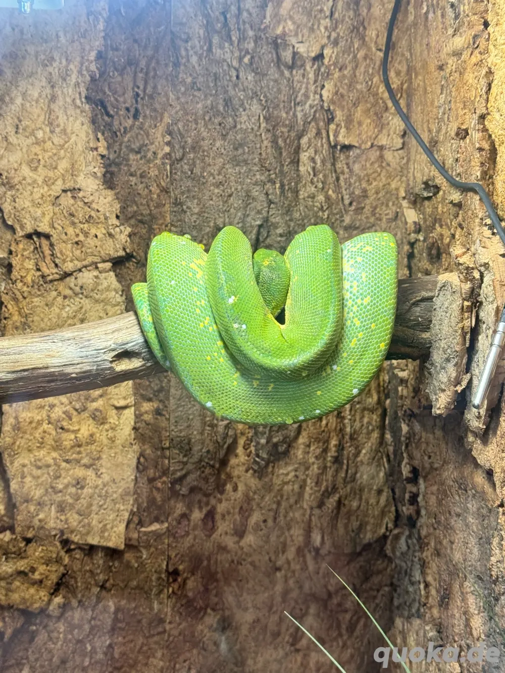 grüner Baumpython 1.0 mit Terrarium 