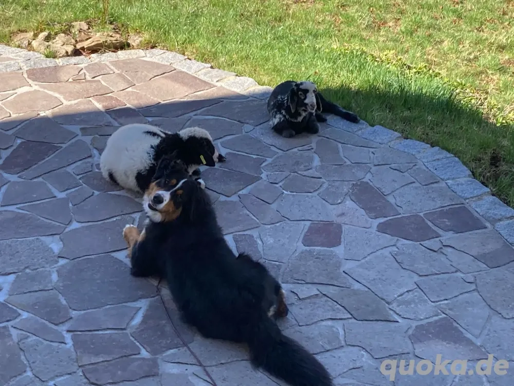 Berner Sennen Welpen