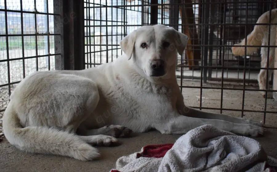 Sanfte und schüchterne Schönheit Nanouk