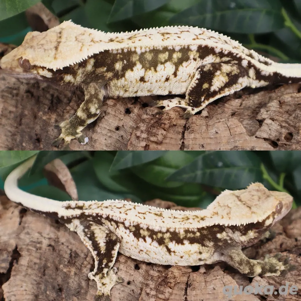 Kronengeckos   Correlophus Ciliatus