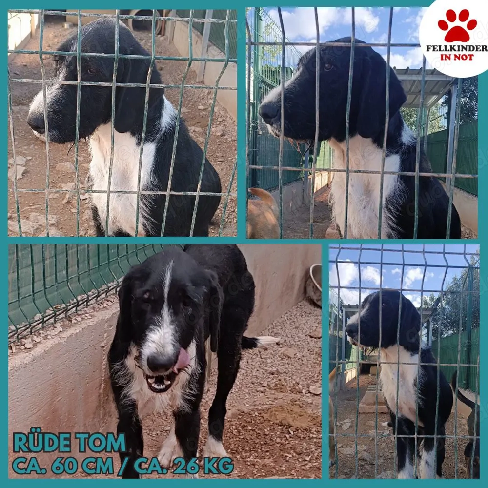 Tom großer, freundlicher Mischlingsrüde Mischling Rüde sucht Zuhause oder Pflegestelle