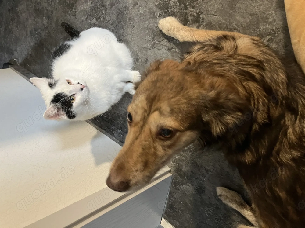 Suche 1 Katzenbabys 8-10 Wochen ( weiblich ) 