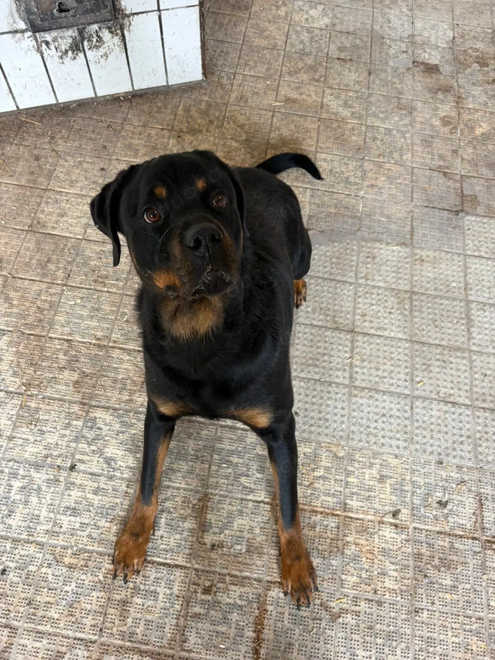 Rottweiler-Hündin sucht dringend neues Zuhause