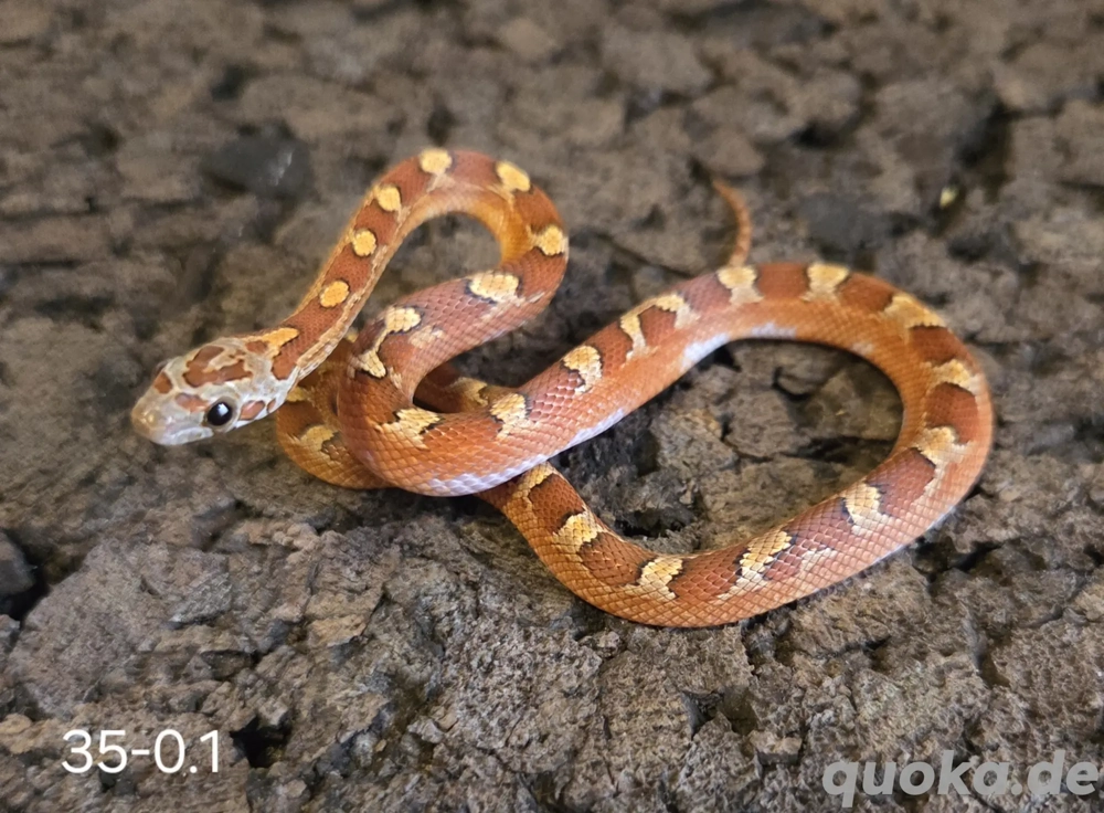 Toffee Blood Pied
