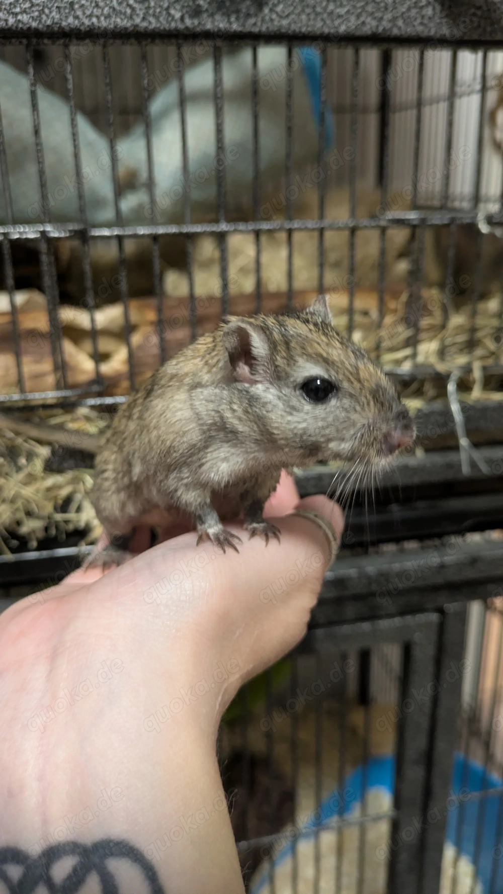 Nager Mäuse Kaninchen Degus Gerbils Wüstenrennmäuse zu verkaufen