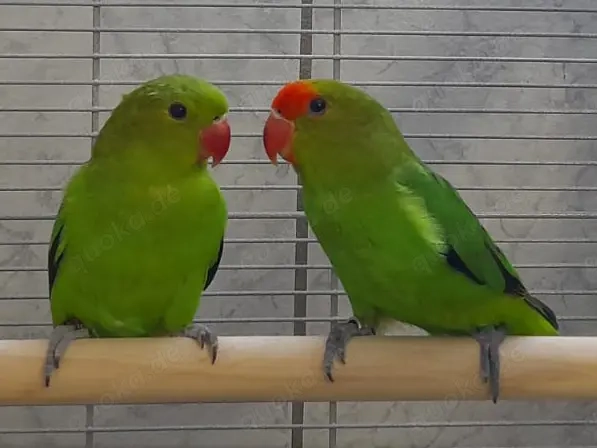 Taranta Bergpapageien