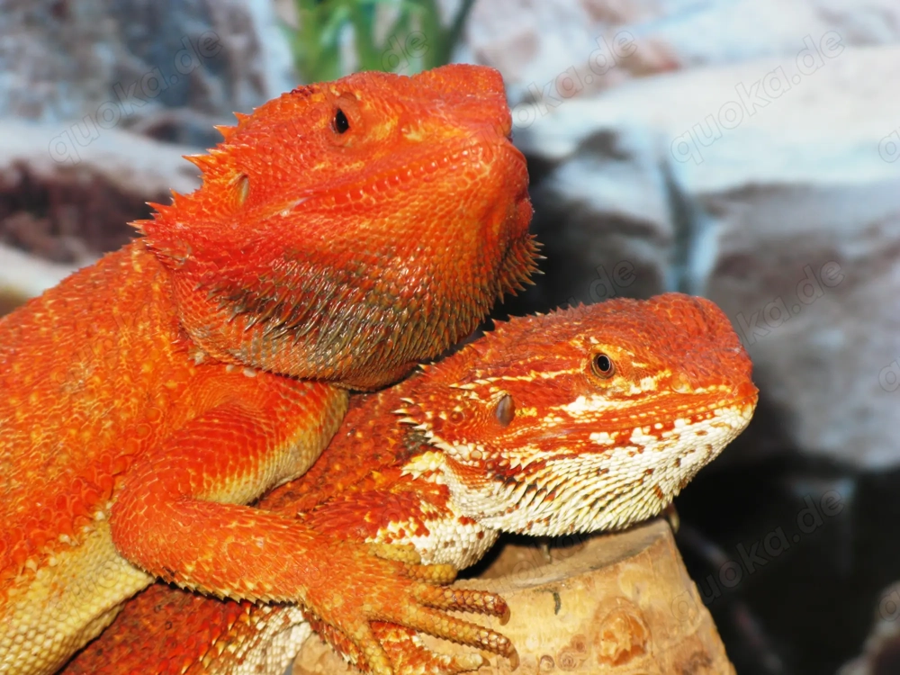 (M5) Bartagame (Zucht) Männchen, ca. 35 cm Gesamtlänge, Farbe. "rot" (Versand möglich)