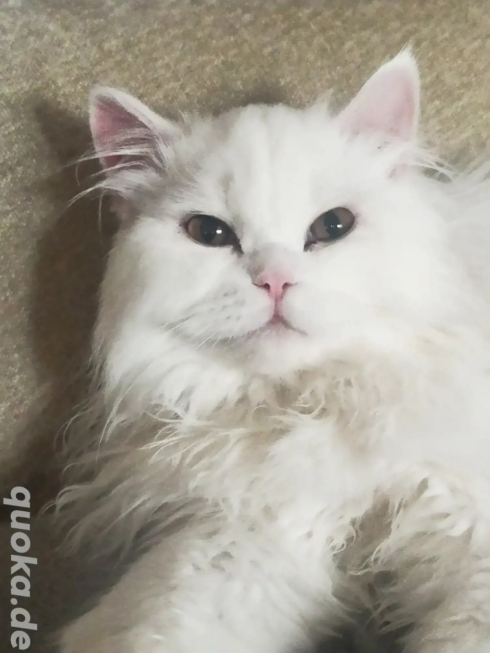 BLH Junge Kater 7 monat Alt 