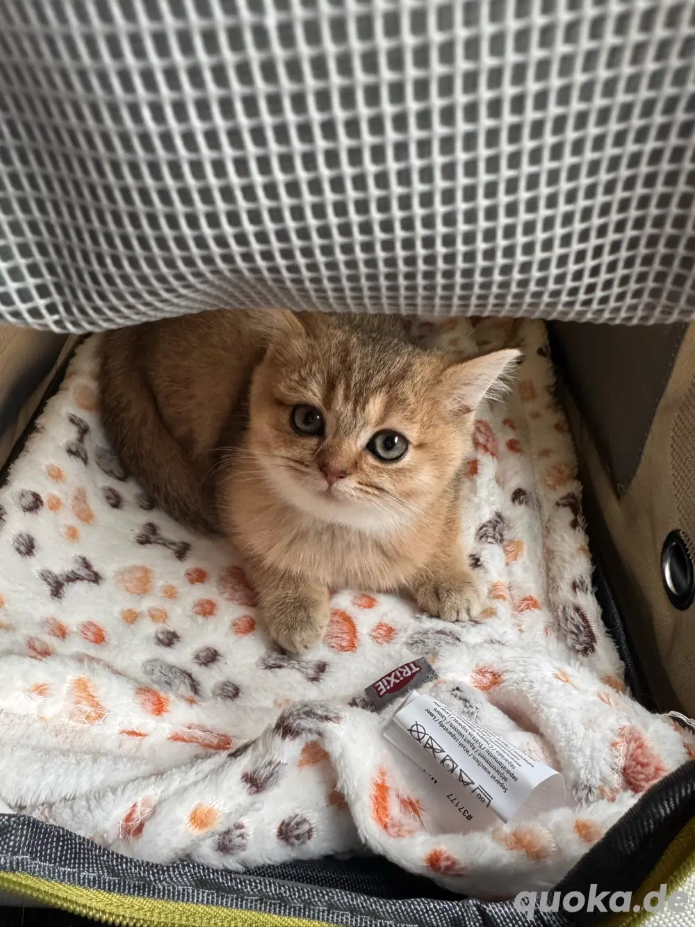 Britisch Kurzhaar Kitten