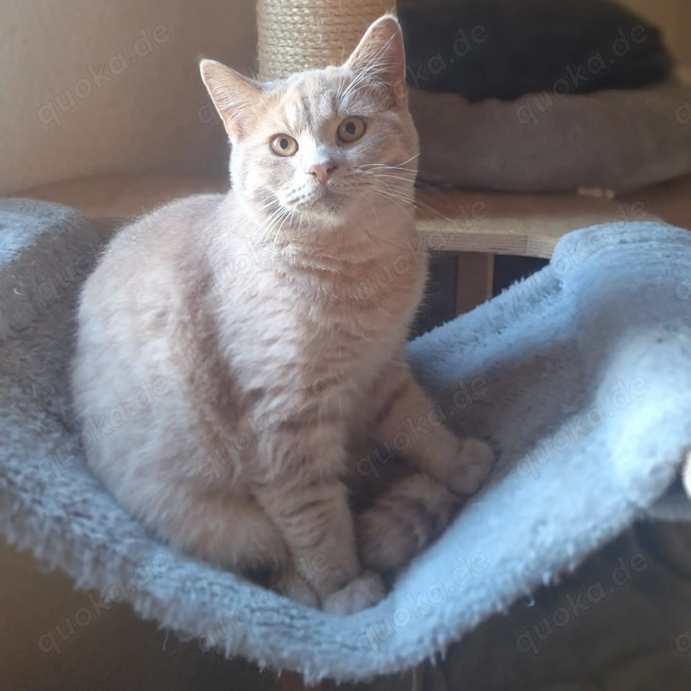 Europäisch Kurzhaar Kätzchen Kitten Kater Stammbaum SOFORT