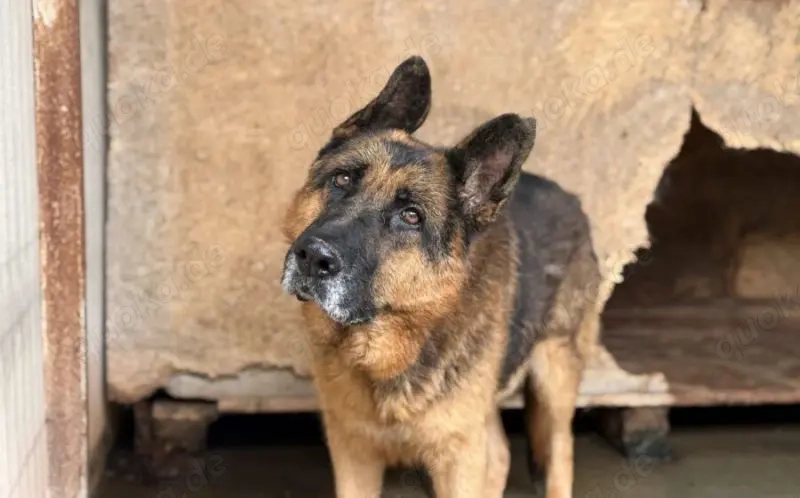 Alterswohnsitz für stattlichen Rex gesucht