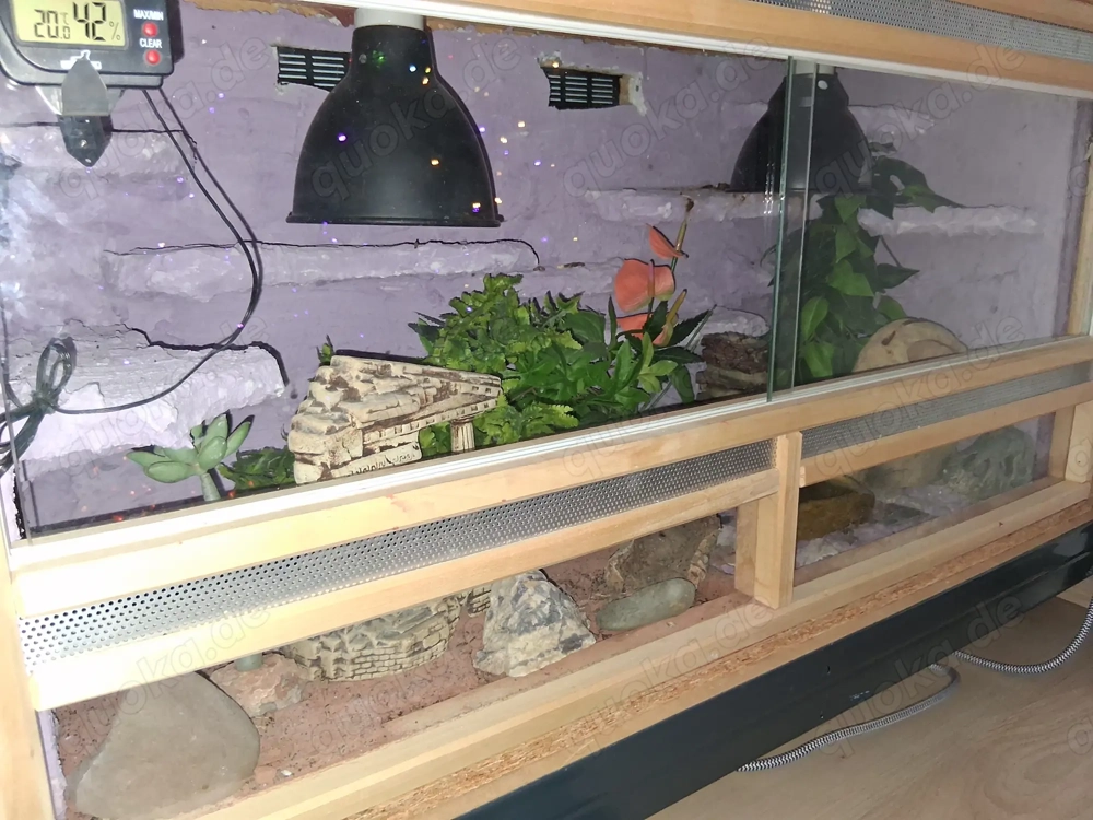 Leopardengecko mit Terrarium