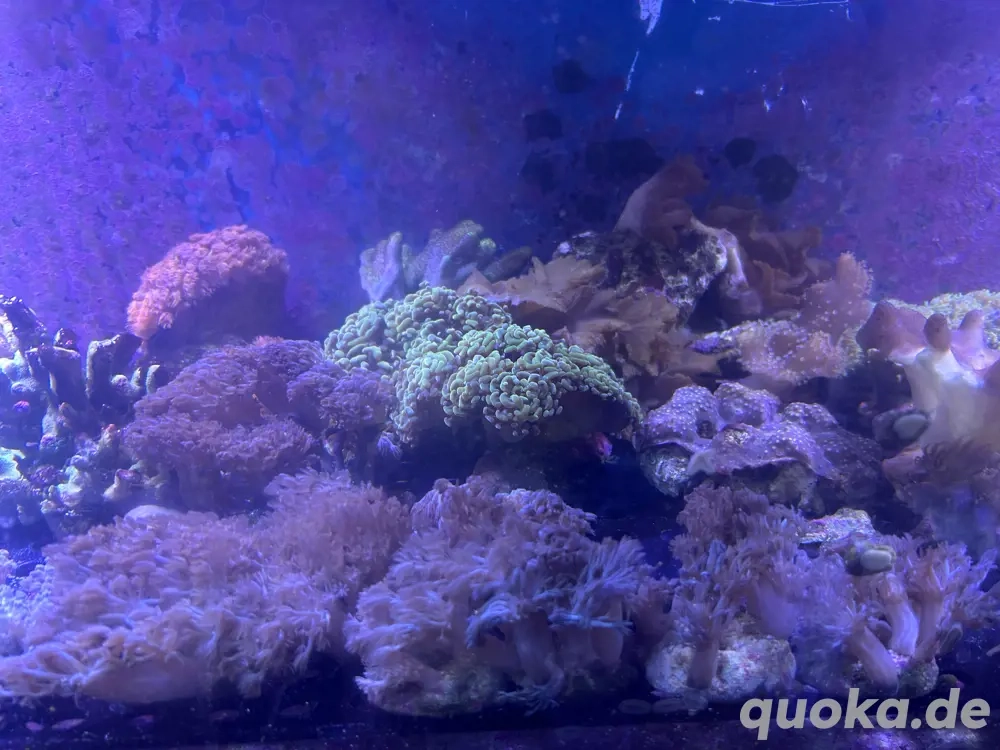 Meerwasser Korallen sps lps ableger 
