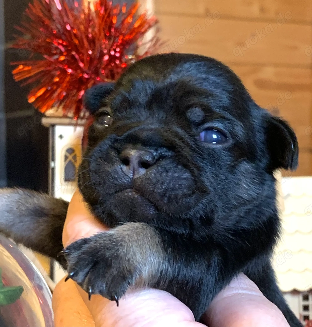 Premium Französische Bulldoggen Welpen aus promovierter Zucht 