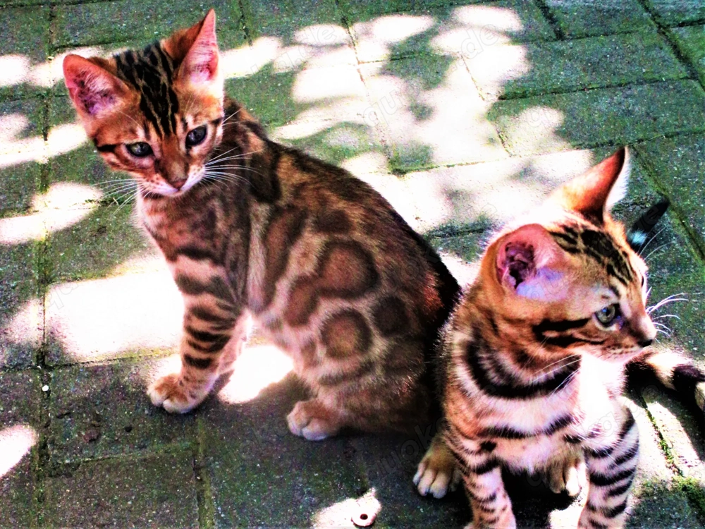 Bengal Katze Kater Kittem