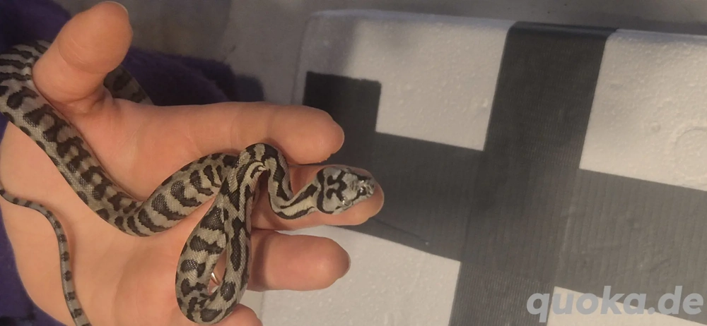 Morelia spilota variegata