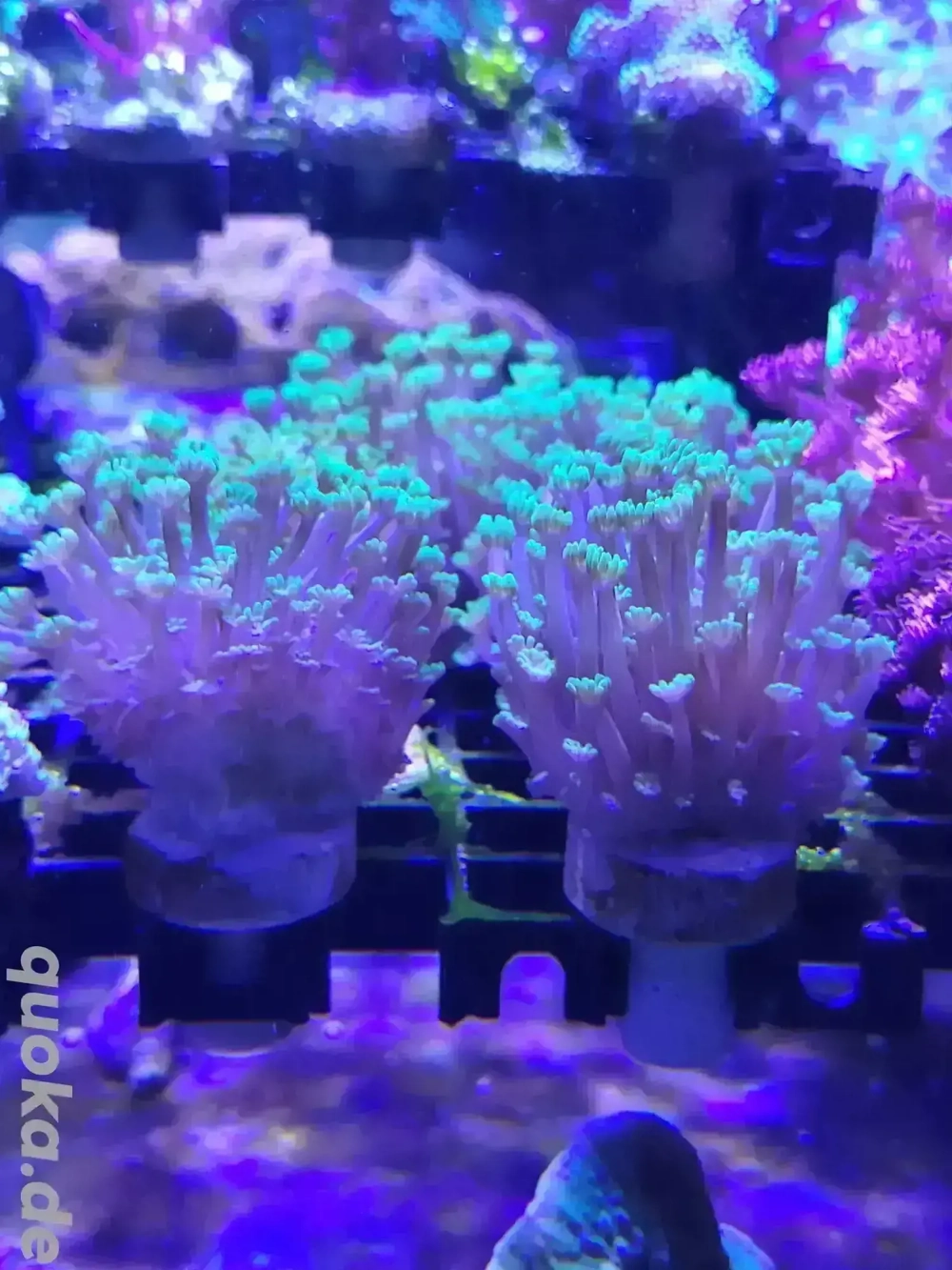 Alveopora Lps Ableger Meerwasser 