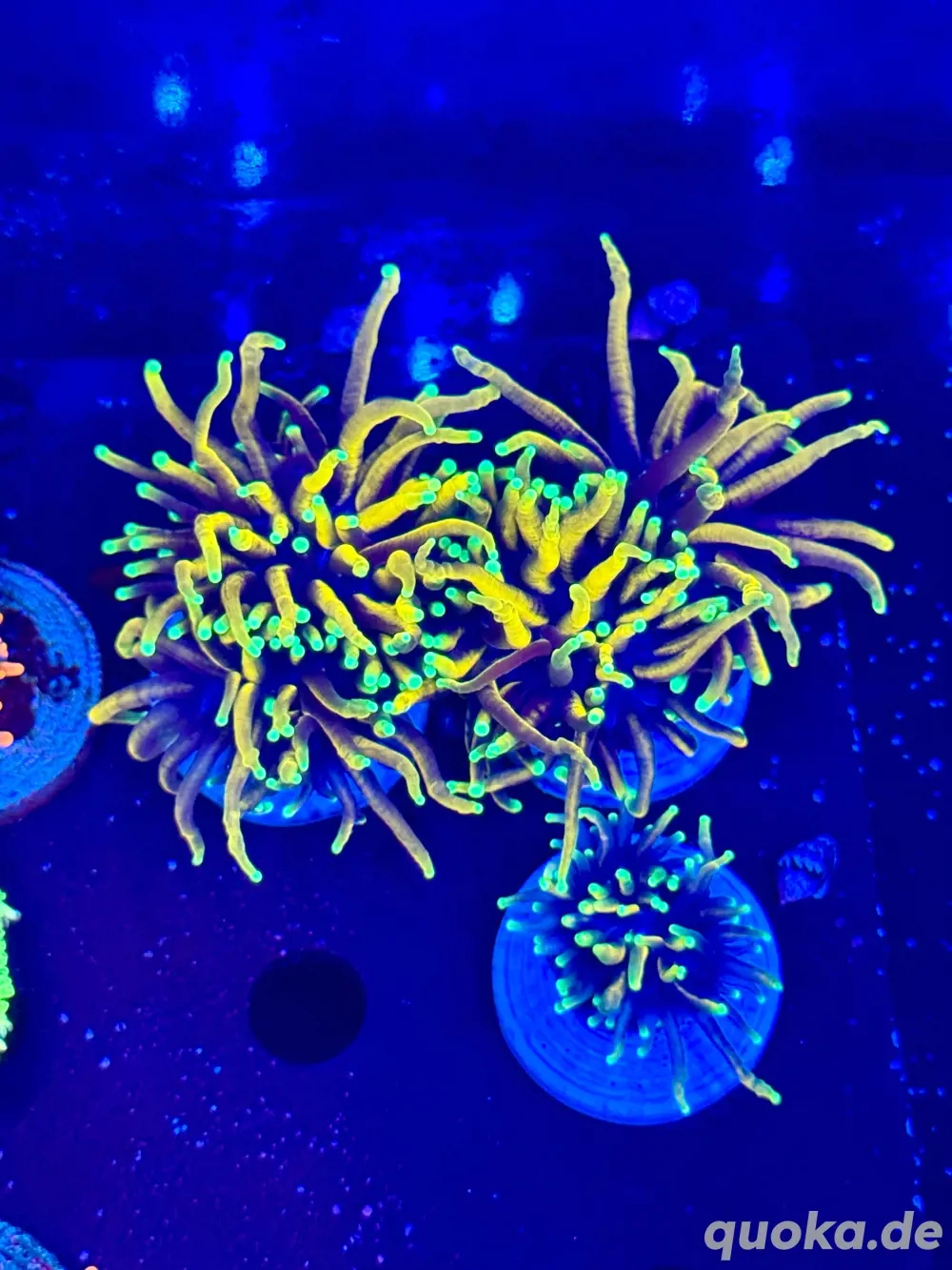 Euphyllia golden Ticket Meerwasser Korallen LPS Ableger Frags