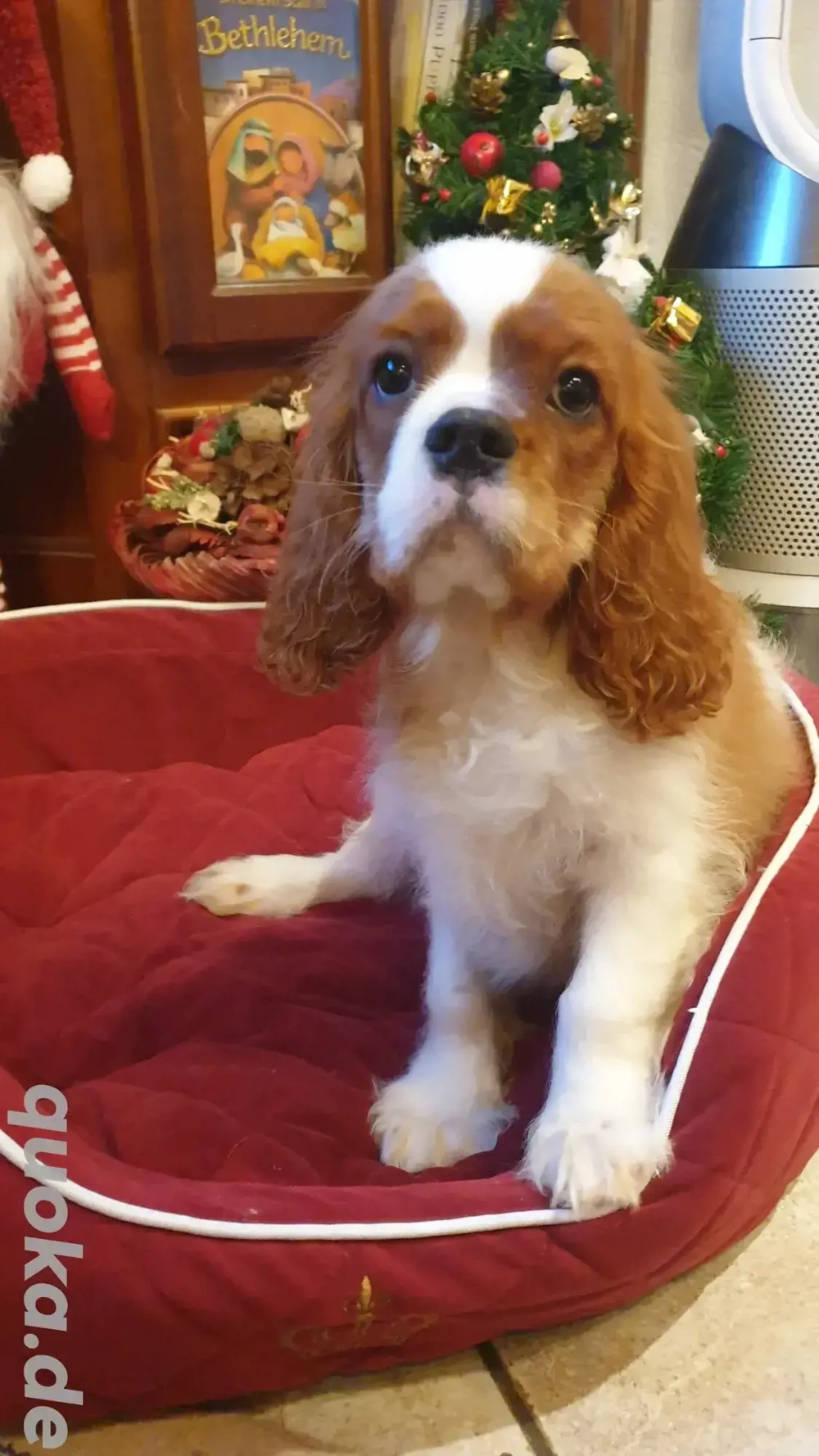  Cavalier King Charles Spaniel Welpe   Rüde, Blenheim
