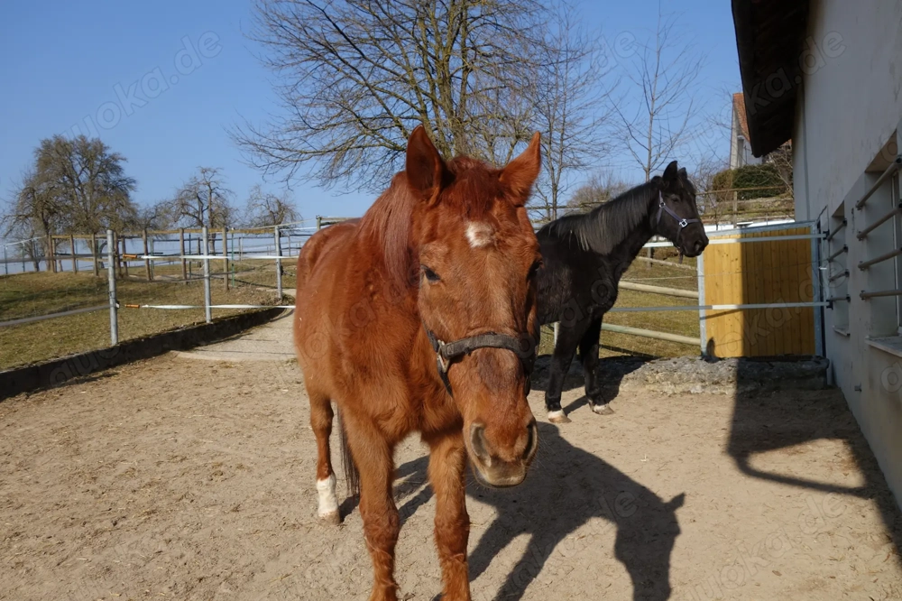 3 schöne, helle Boxen mit Tageslichtfenstern für Freizeit- oder Rentnerpferde frei!