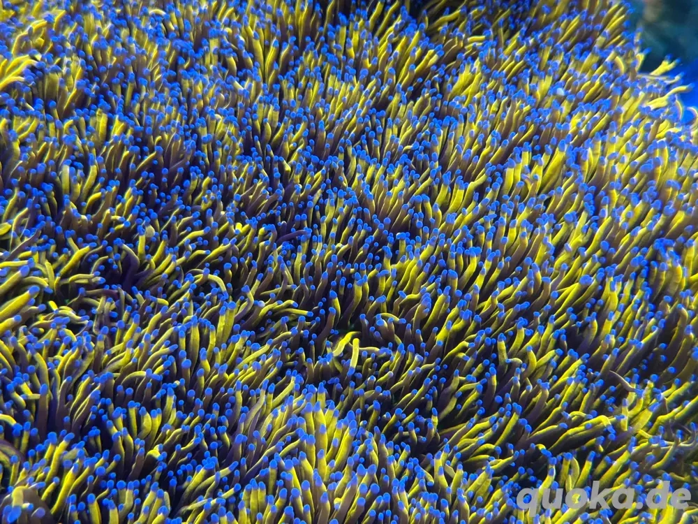 Euphyllia Hellfire Meerwasser Korallen Ableger Frags Lps