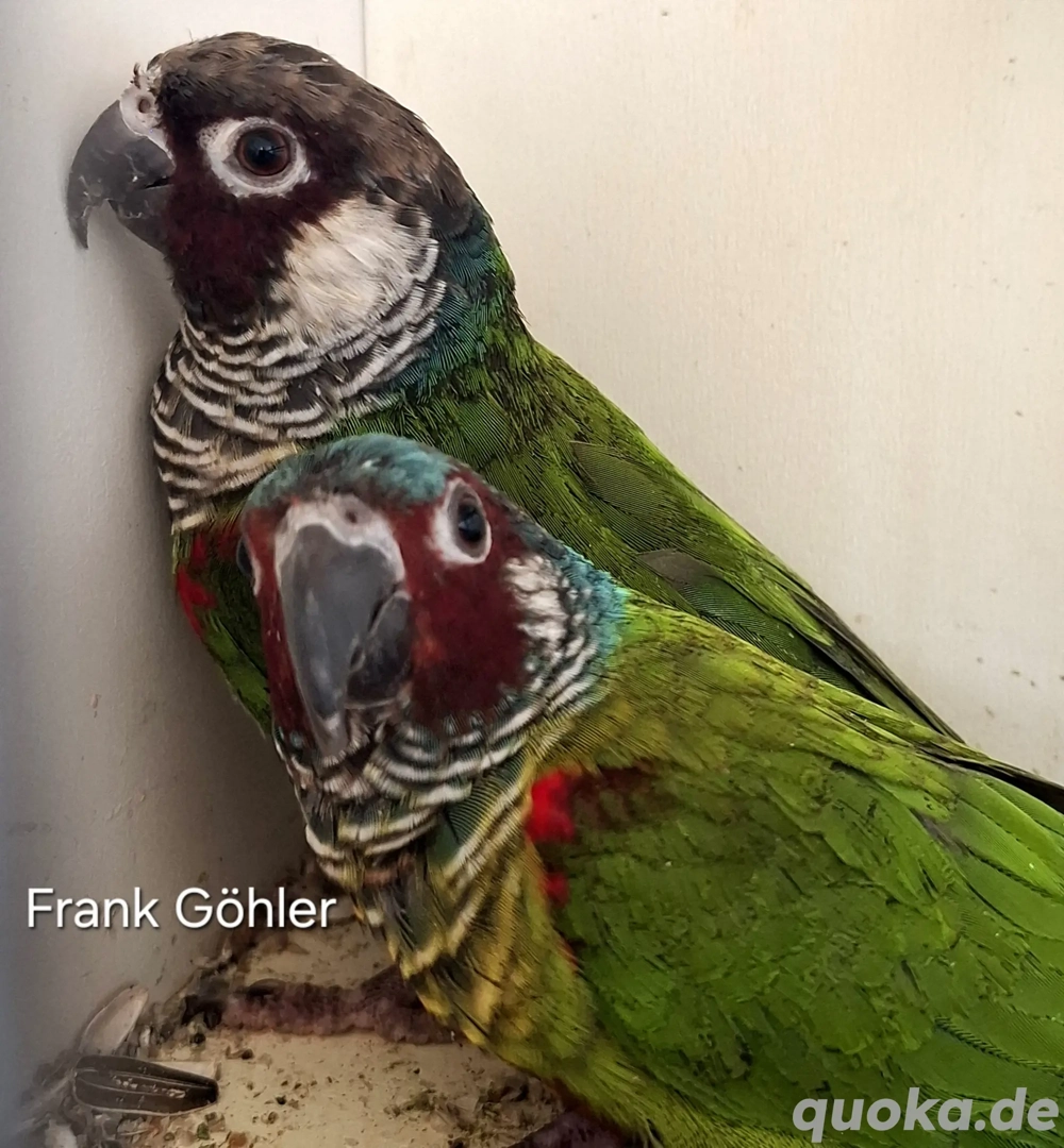 Graubrustsittich   Emmas Weißohrsittich