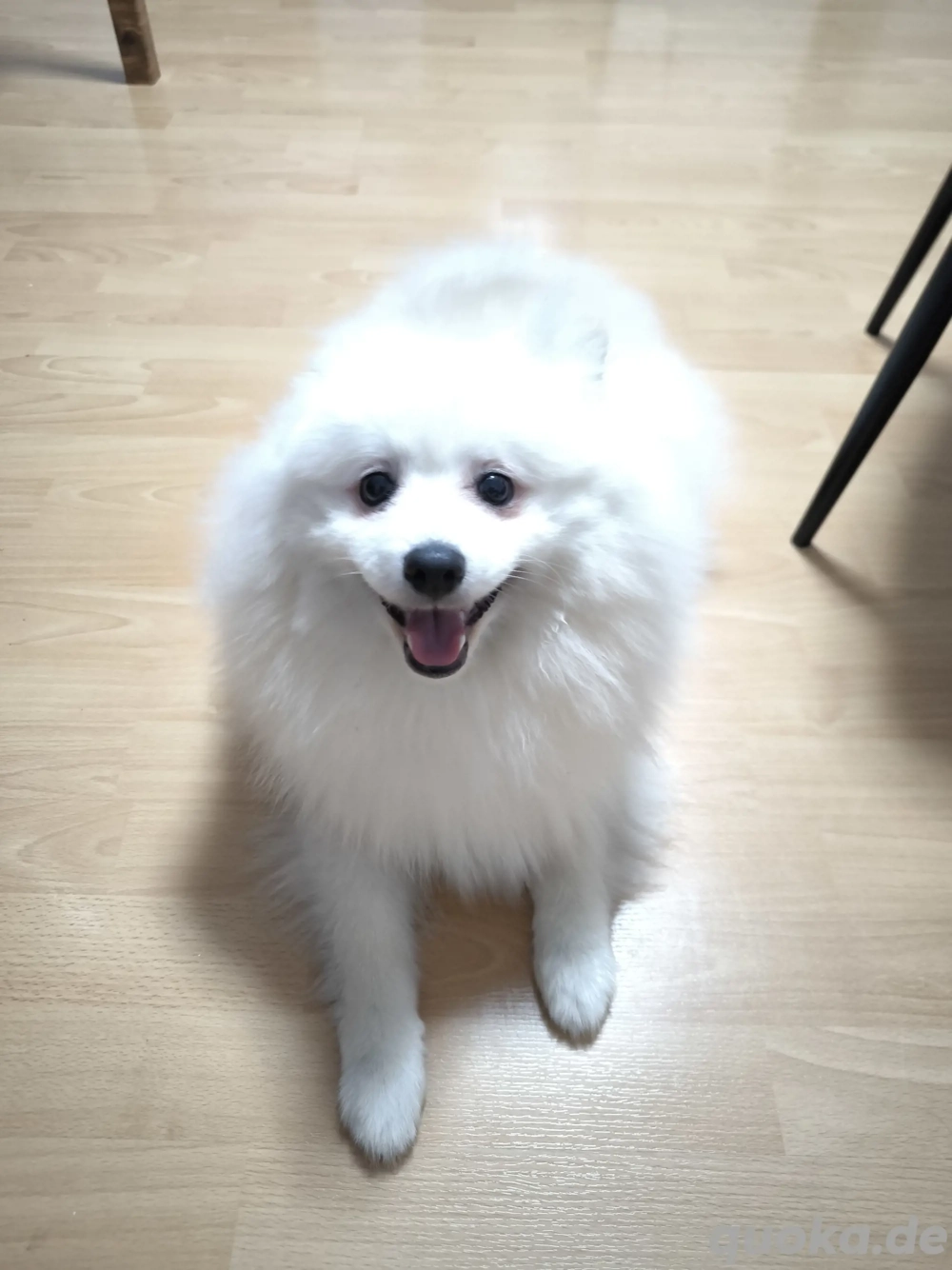 Pomerania 8 Monate alt Rüde