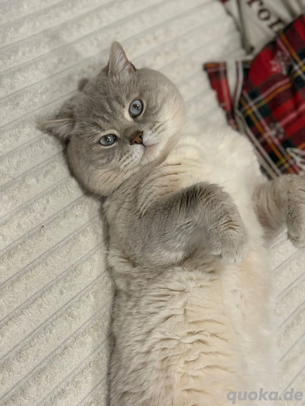 Reinrassiger Bkh Deckkater Bitte Anrufen oder WhatsApp 