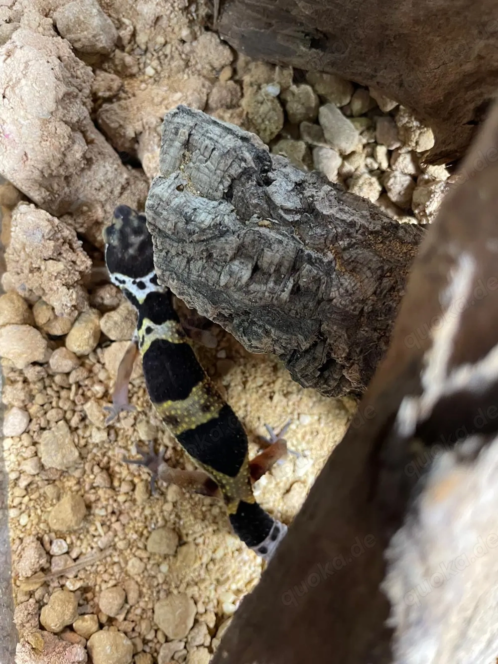 Leopardgecko NZ 2025