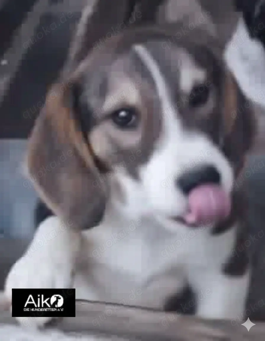 Tory - schenkst du ihr ein liebevolles Zuhause?