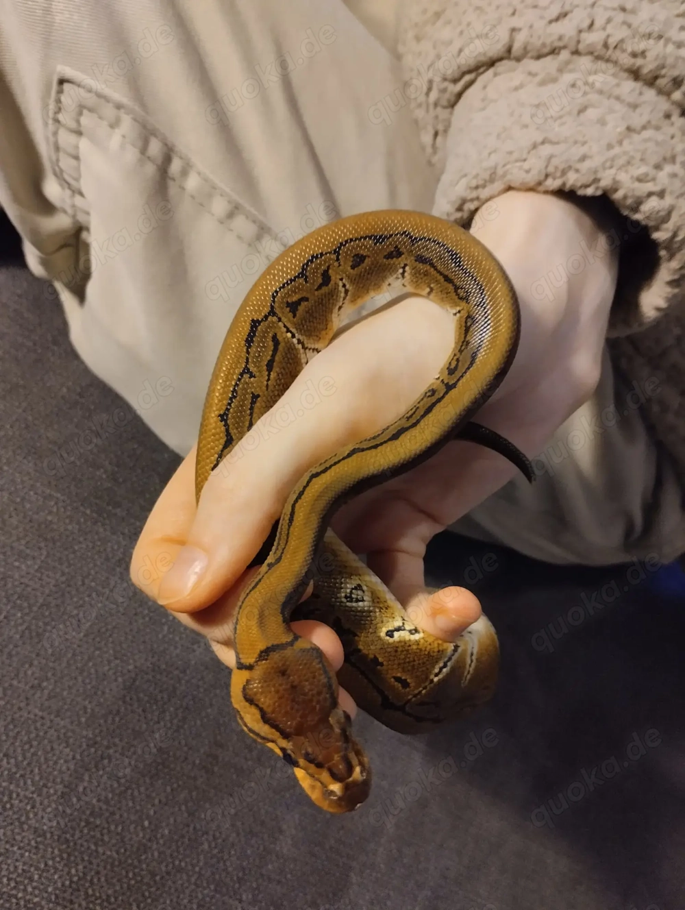 Königspython (Python regius) Weibchen