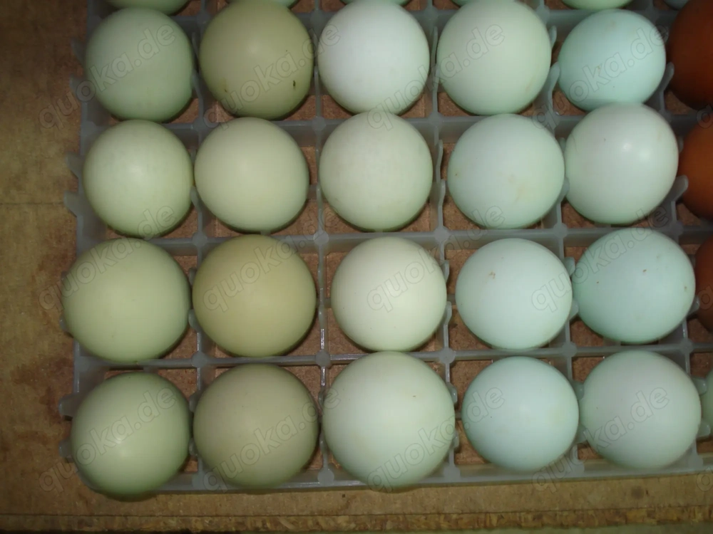 Bruteier Olivleger aus Hobbyzucht abzugeben.