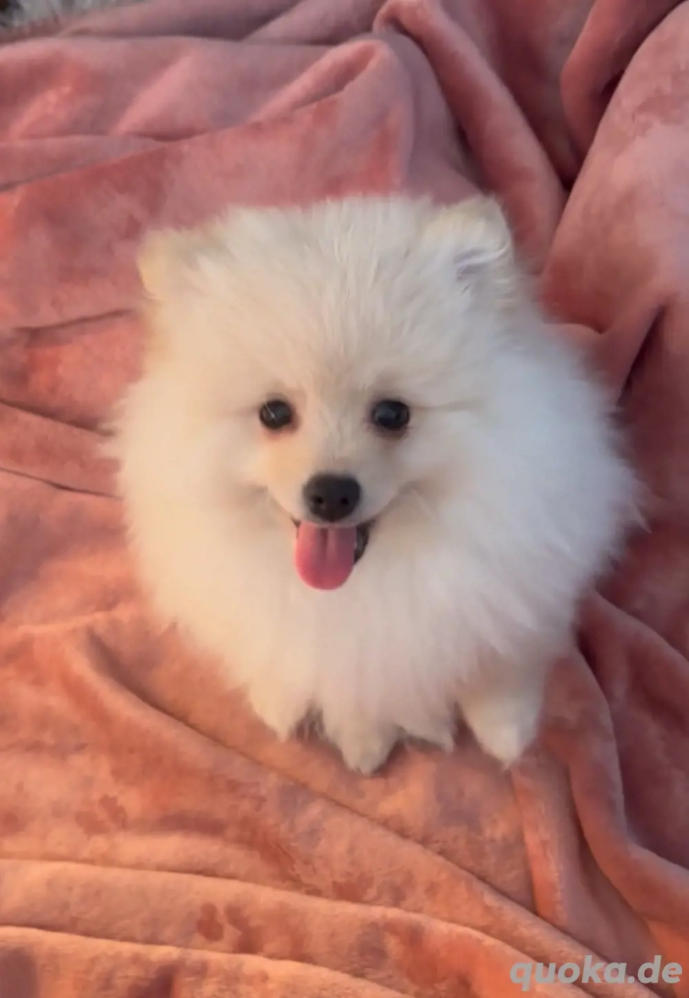 Zwergspitz Pomeranian