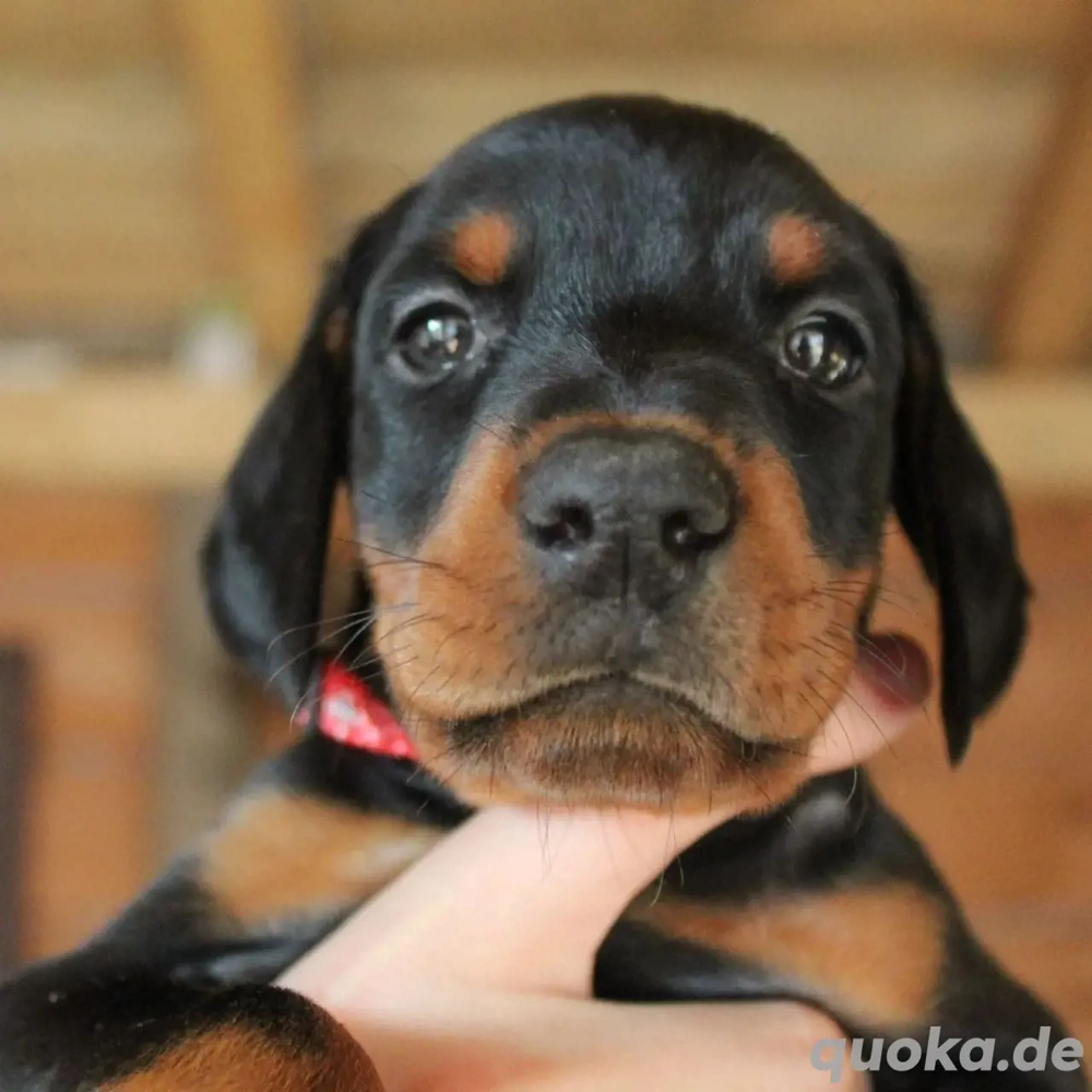 Dobermann-Pinscher-Rasse verfügbar.