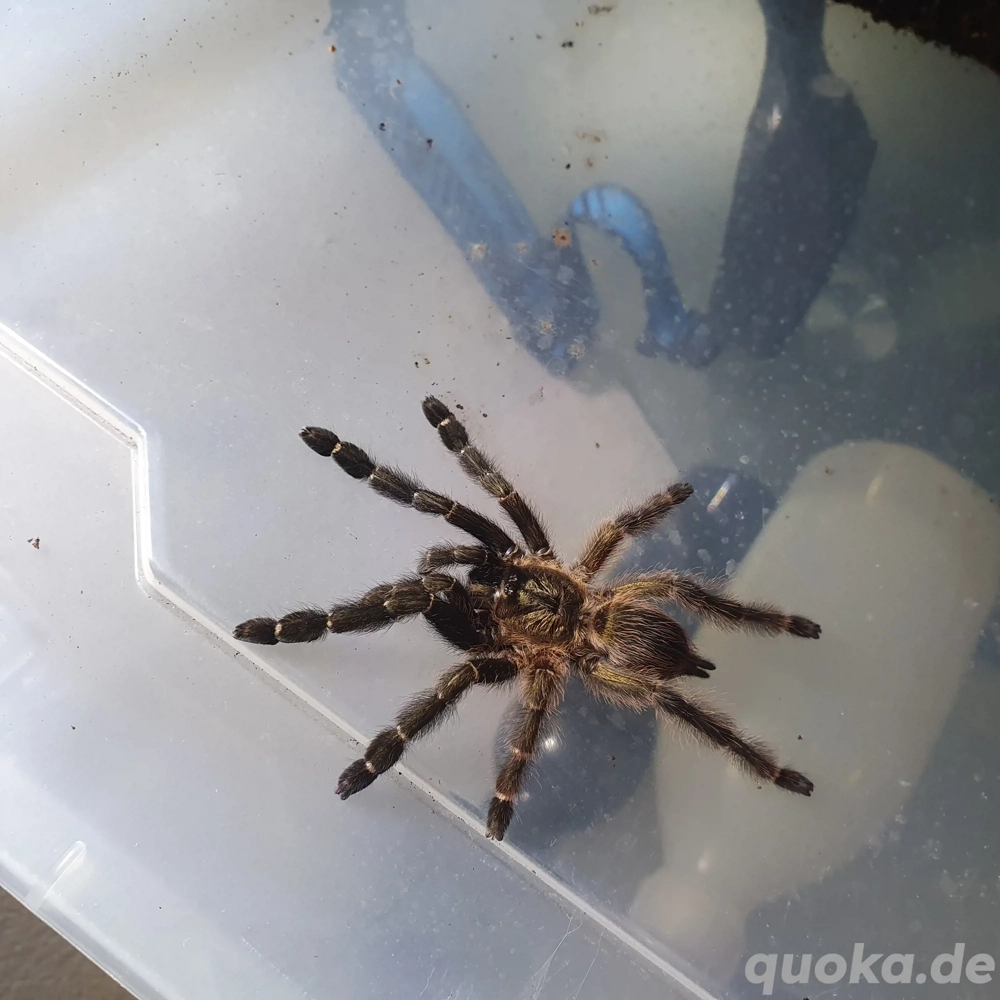 1.0 Psalmopoeus reduncus Abdult 